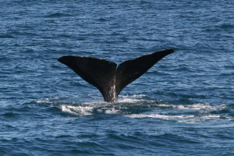 Nieuw-Zeeland 2011 - 1214